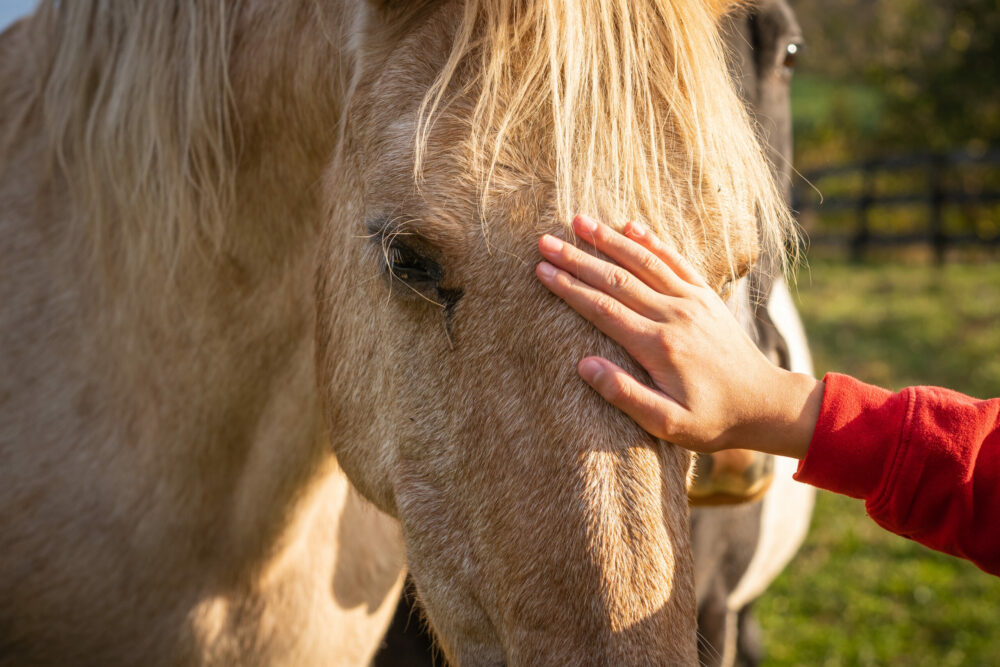 Owner stroking the horse on an animal farm